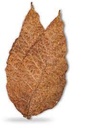 GOLDEN LEAF – WRAPS – FRONTO LEAF – 1CT – GOLDEN-FRONTO-1CT – [MSRP: $8]   